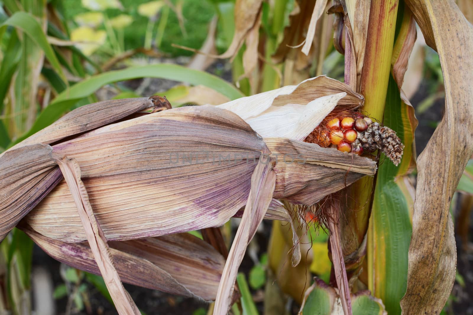Dried, papery husks around a Fiesta corn cob growing in a patch of maize