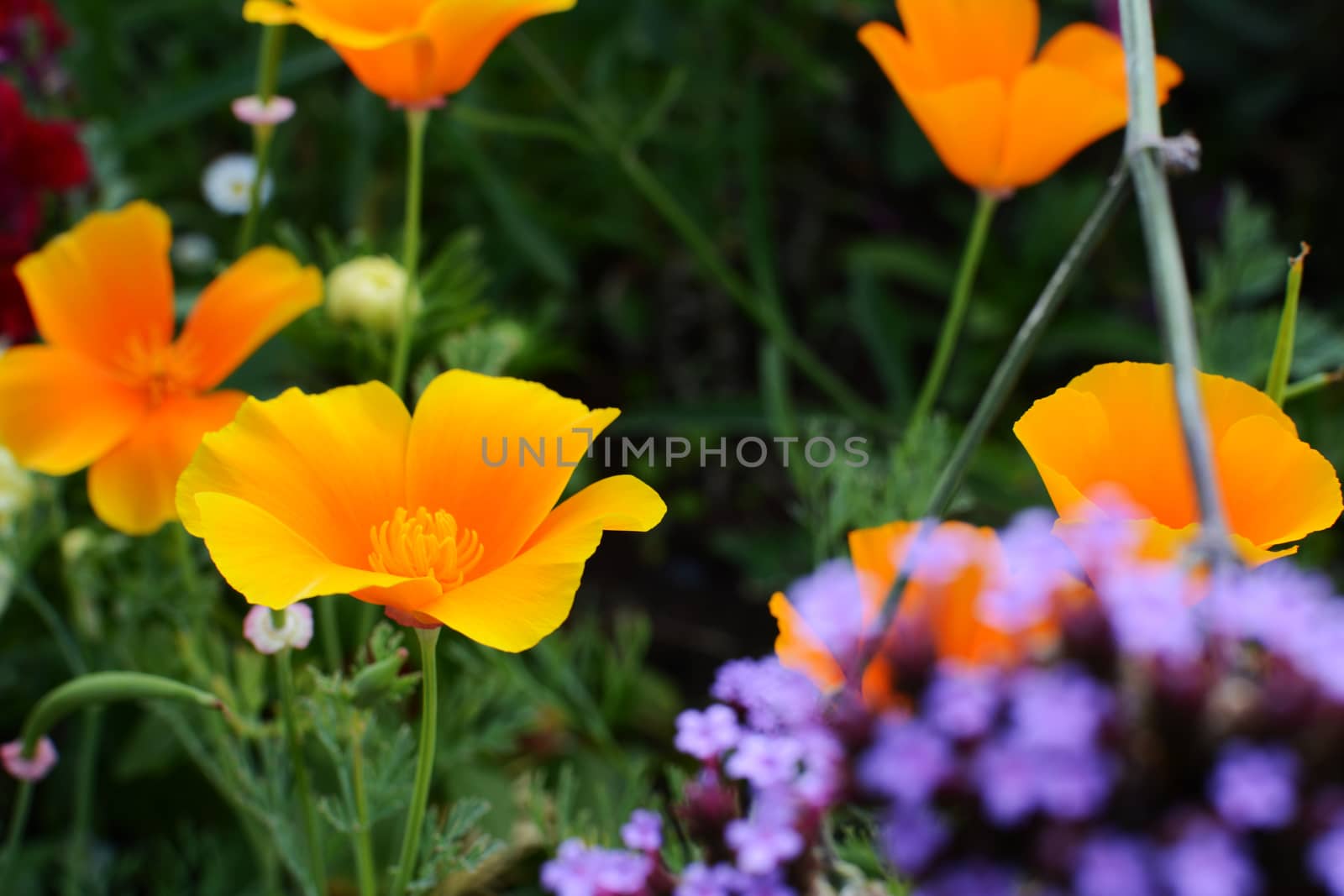 Orange Californian poppies in full bloom in a summer flower bed