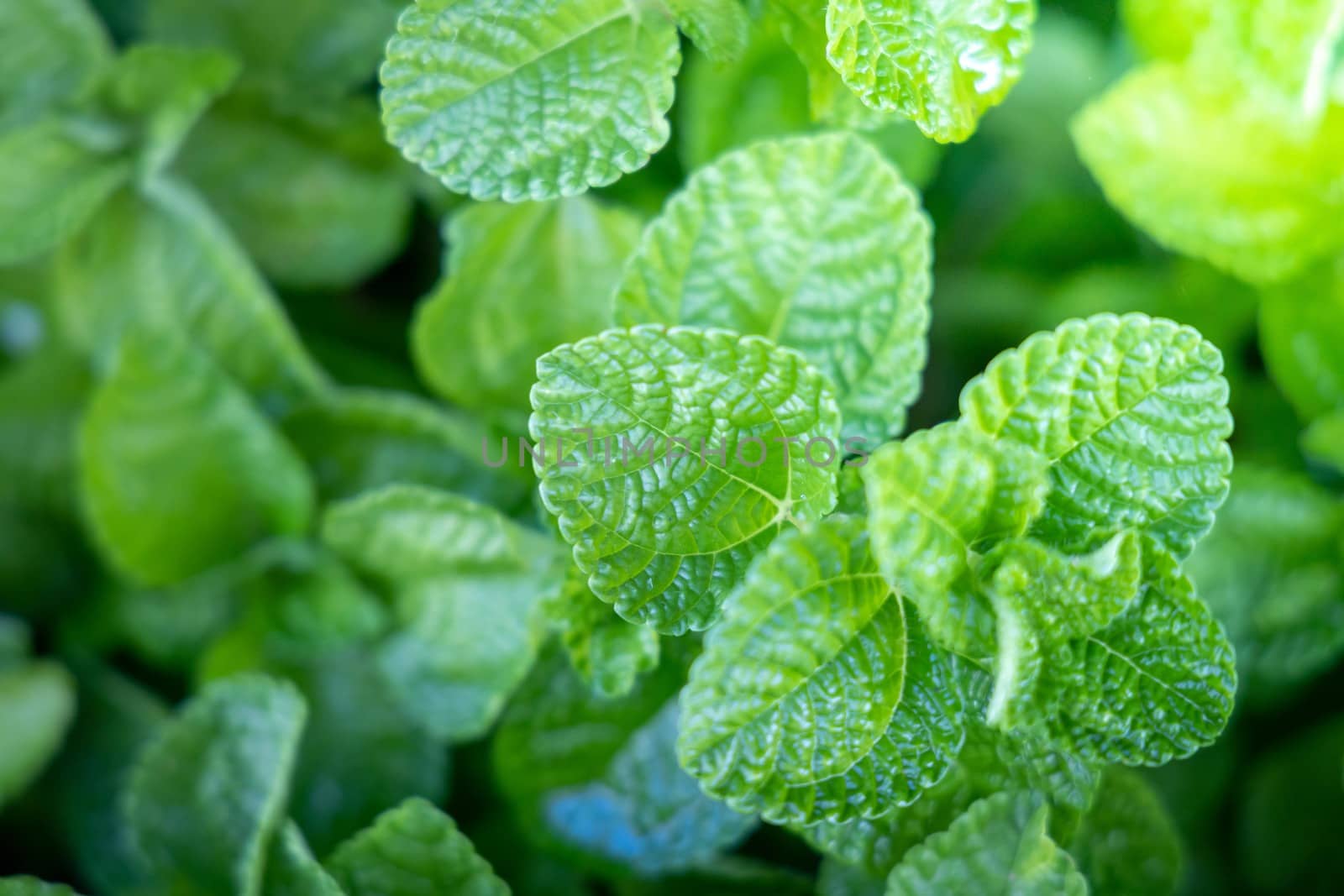 Background texture of leaves closeup. Green Leaves Background with White Paper Frame. Flat Lay