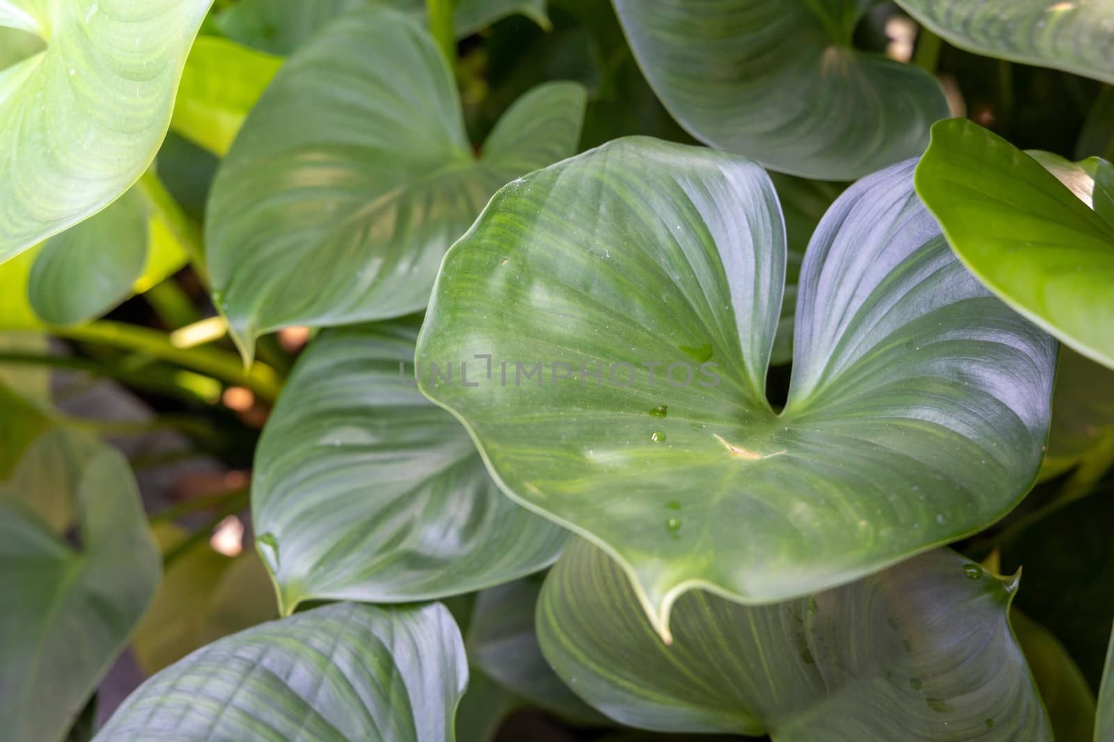 Background texture of leaves closeup. Green Leaves Background with White Paper Frame. Flat Lay