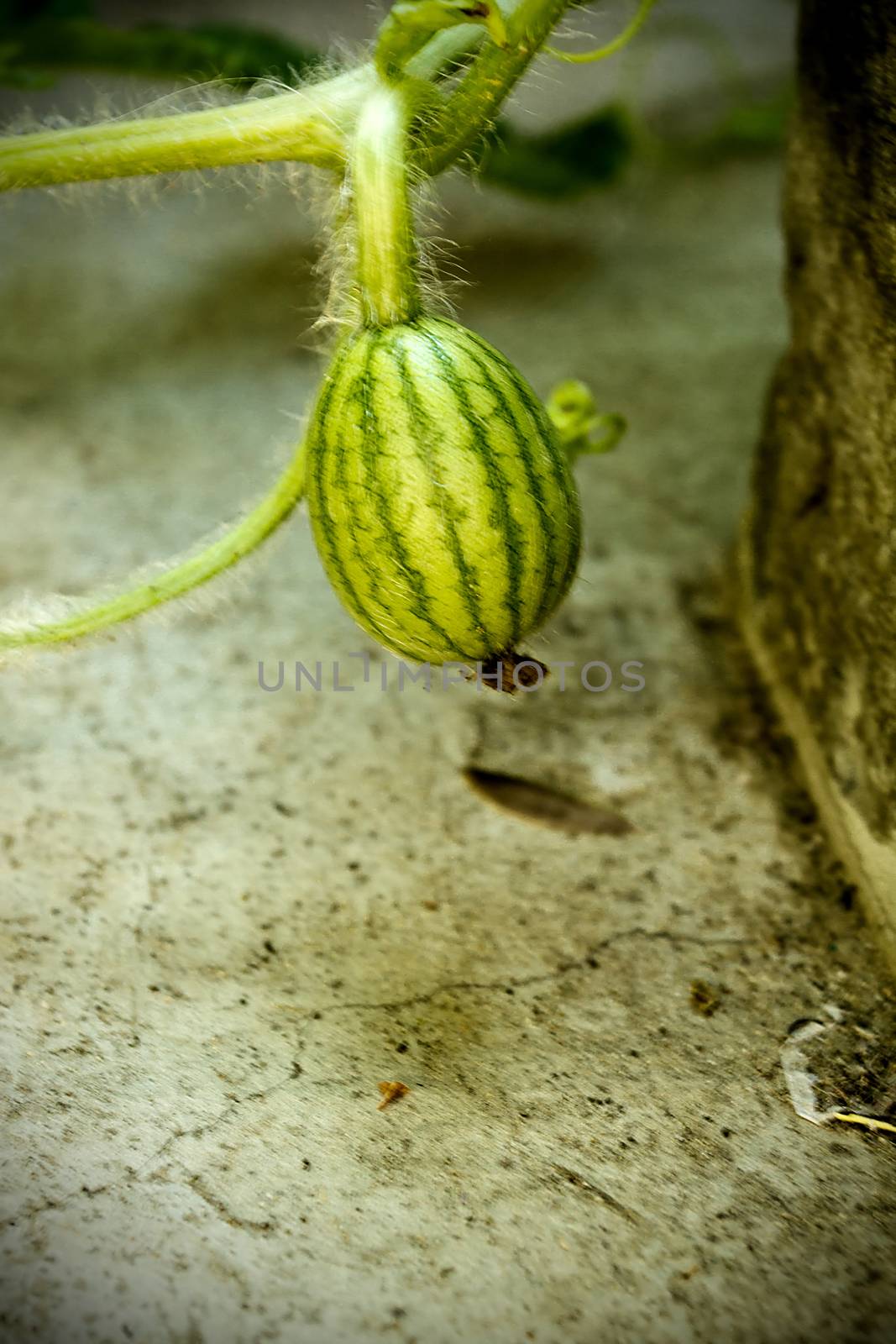 Young green watermelon on a branch outdoors