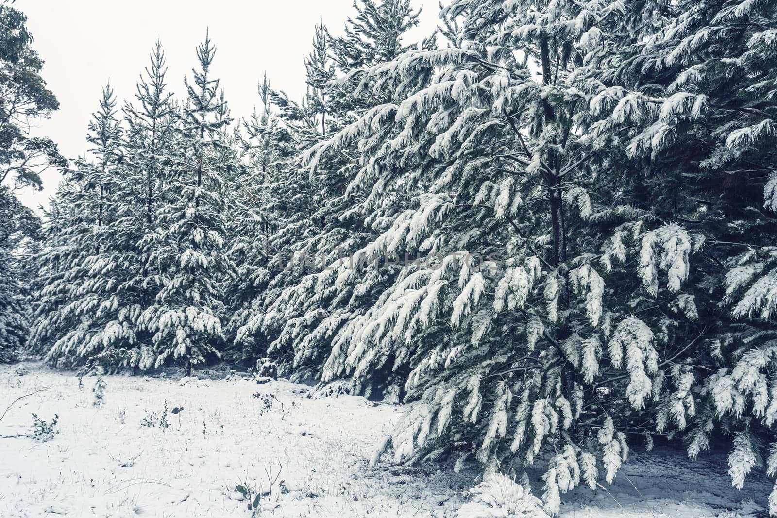 Forest of pine trees in snow by lovleah