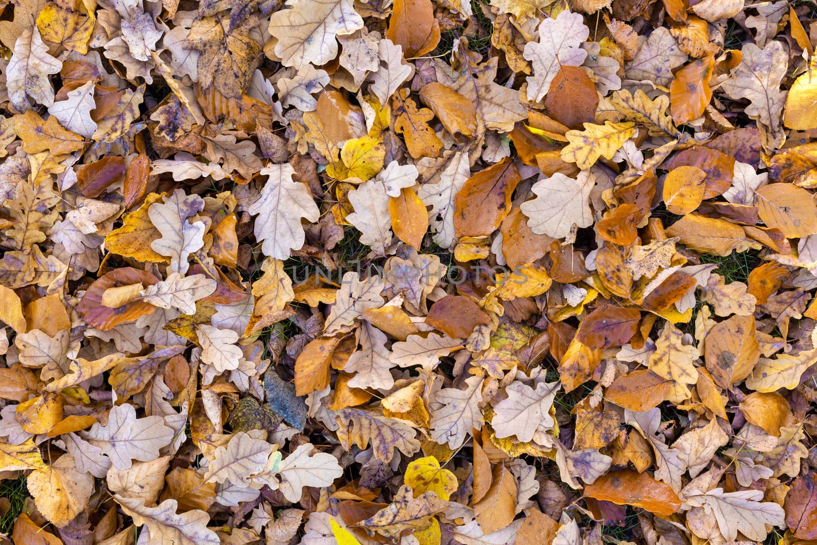 fallen leaves on the ground in the park in autumn for background or texture use. Natural fall concept, autumn pattern background.