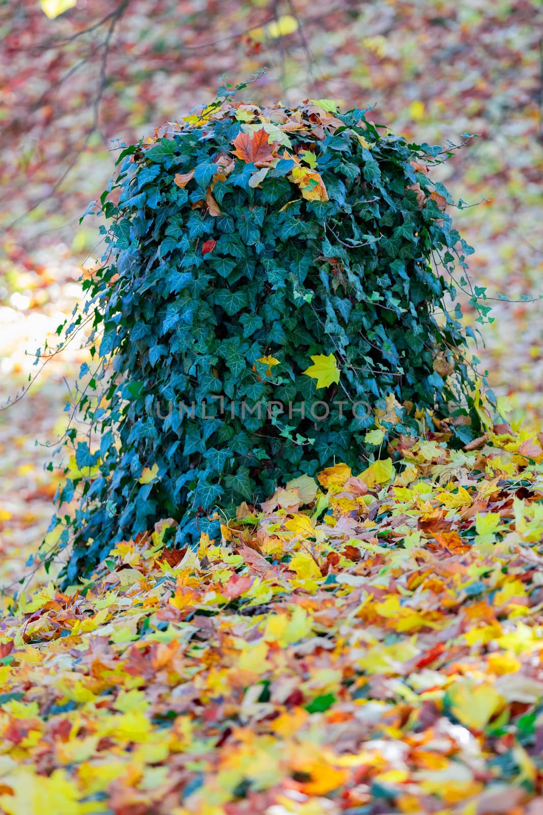 fallen leaves on the ground in the park in autumn for background or texture use. Natural fall concept, autumn pattern background. ivy plant on stump