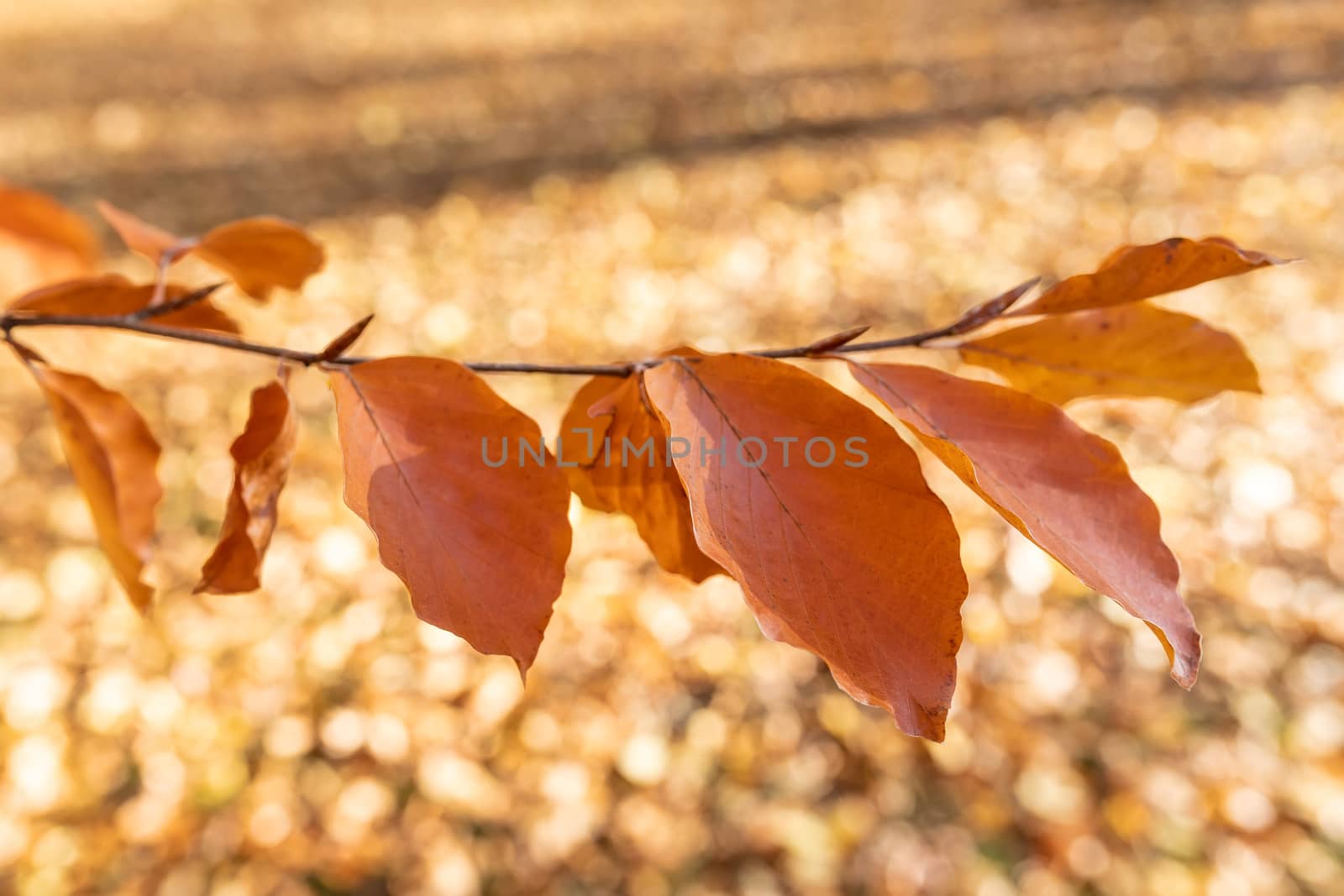 Autumn leaves with shallow focus background by artush