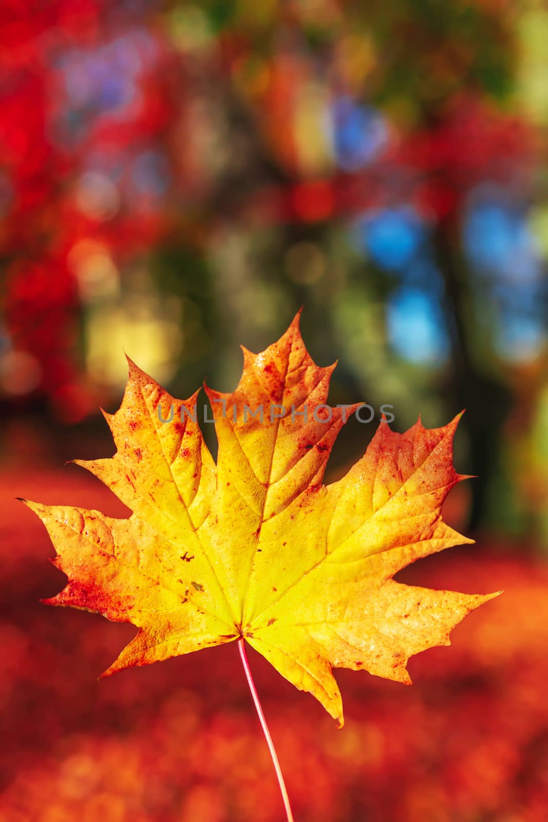 Autumn leaves with shallow focus background by artush