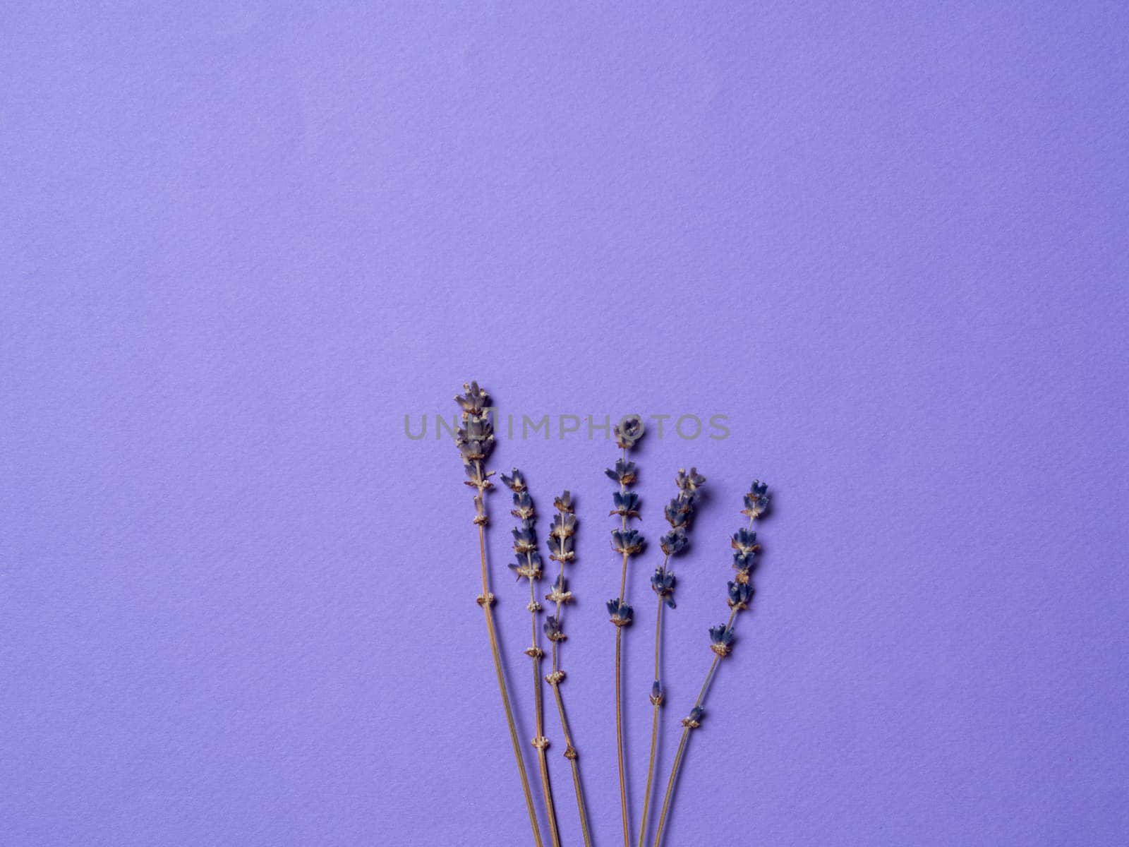 violet lavender flowers arranged on bright purple background. Top view, flat lay. Minimal concept. Copy space for text.