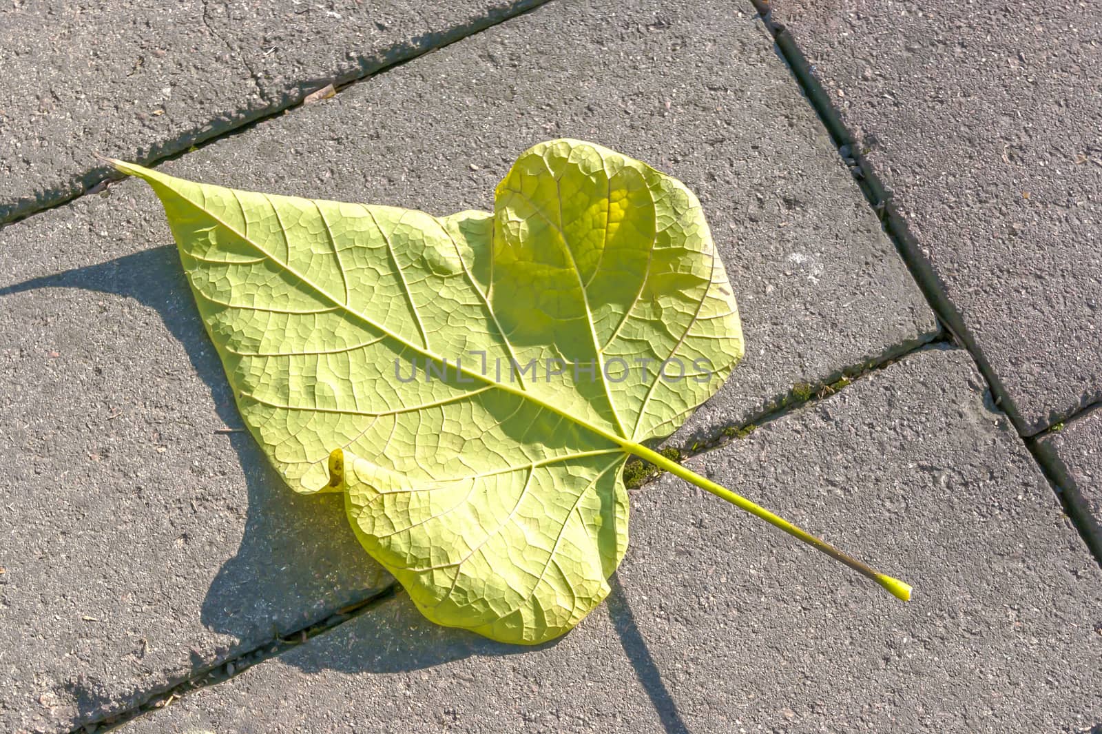 Autumn, yellow, opavshif leaf on the sidewalk