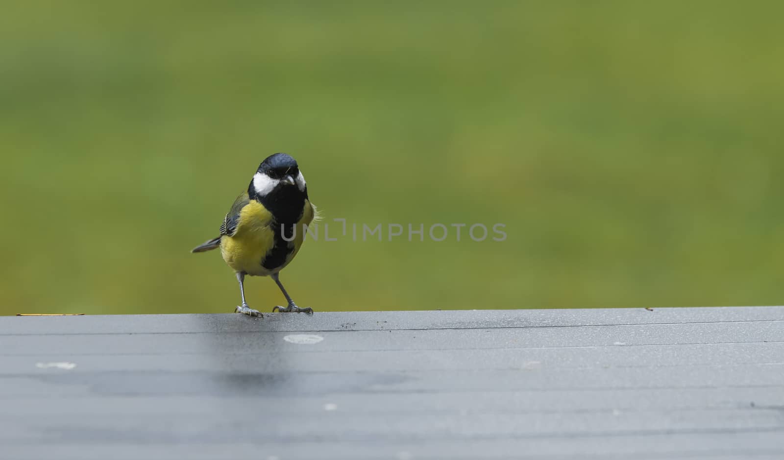 Cute little Great tit bird in yellow black color sitting on table looking for food in the back garen alone Europe ,Parus major