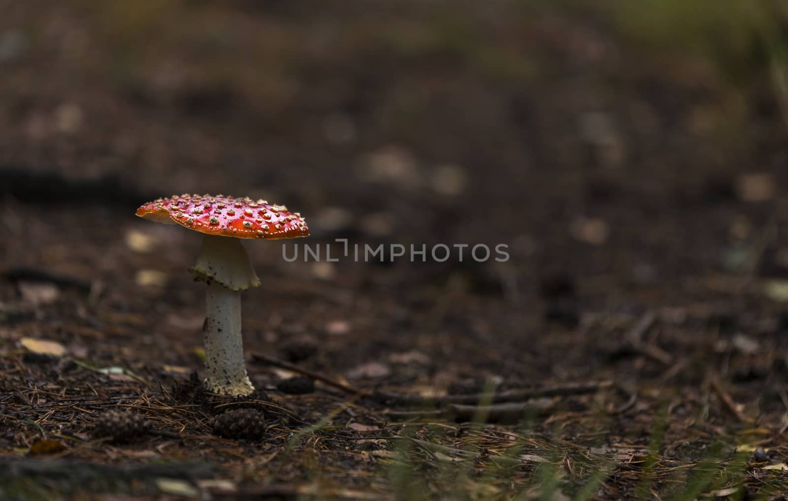 fly agaric red mushroom with white dots in the forest