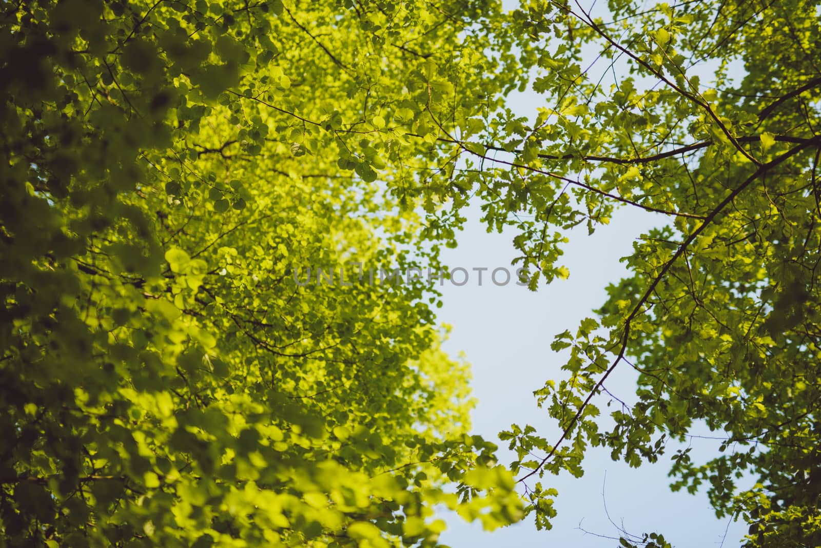 Green leaves growing in on the trees background. Early spring time