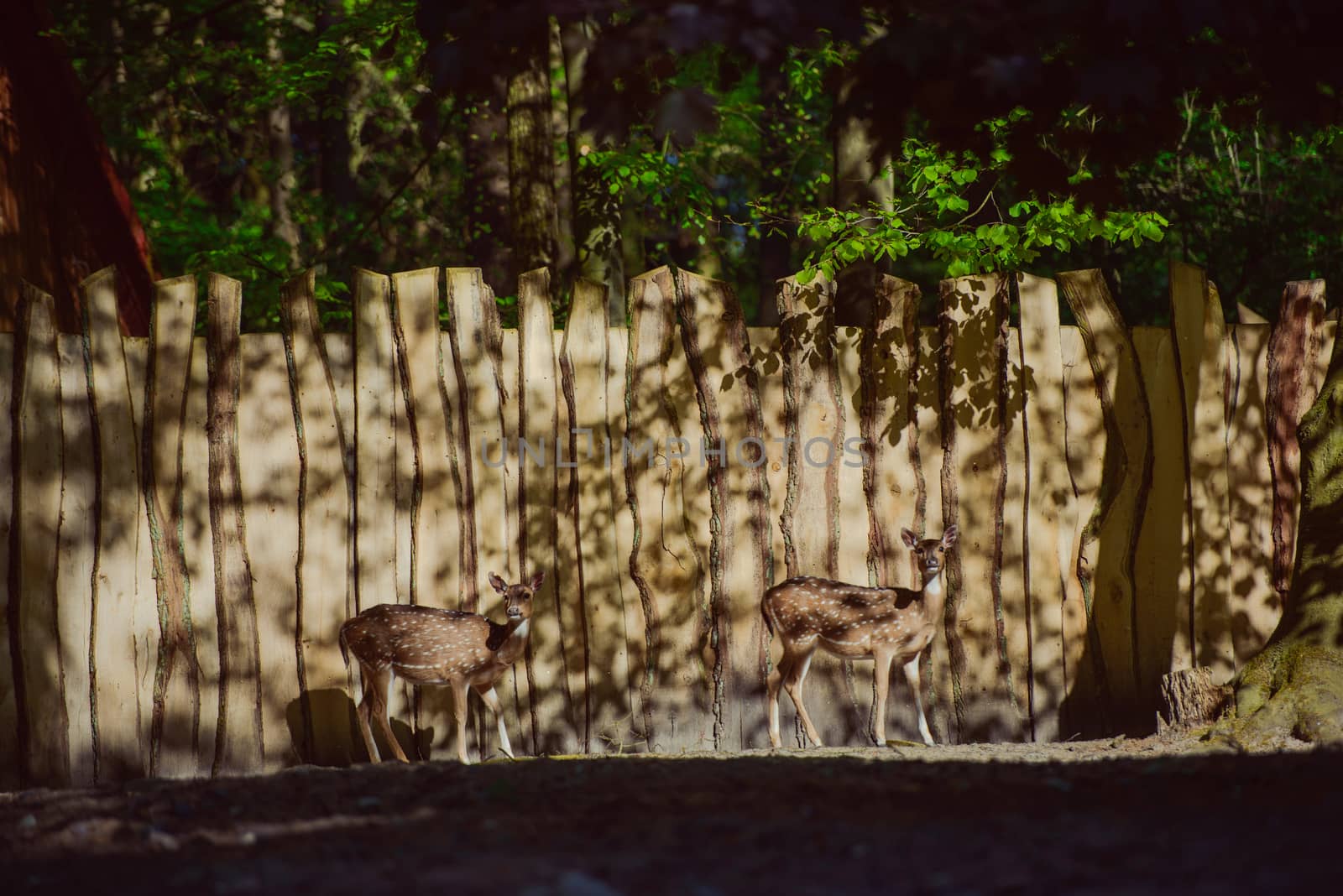 Fallow deer in the woods eating grass. Copy space.