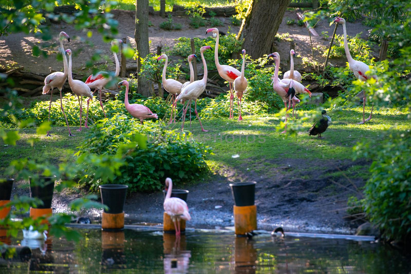 Many flamingos birds drink water in the forest