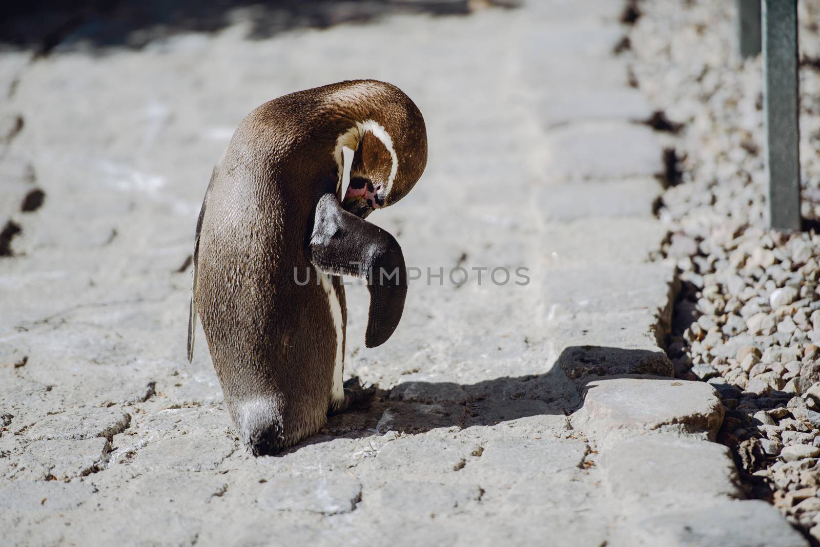 The penguin stands and looks straight. Copyspace