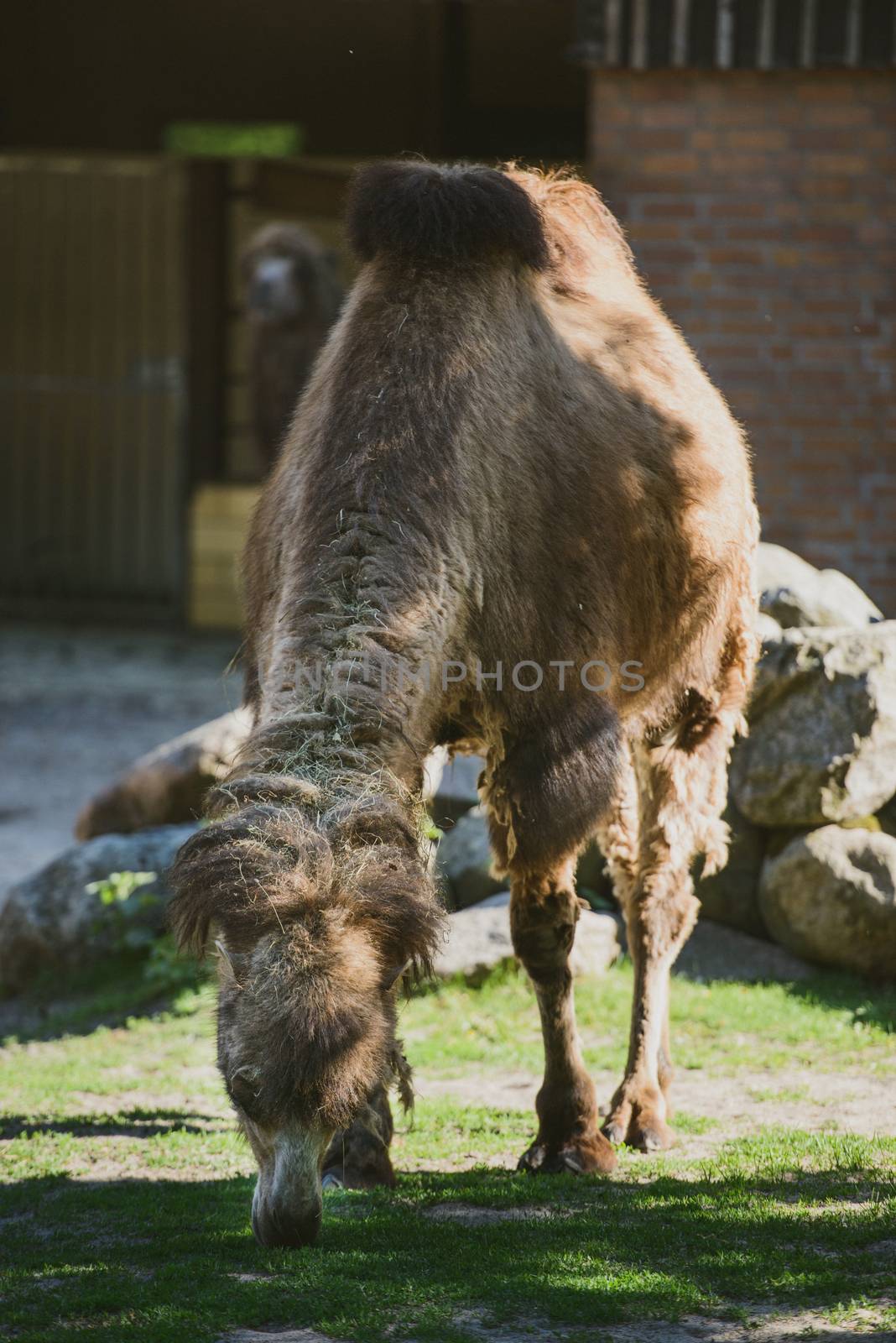 Image of the camel and th young one taken in park.