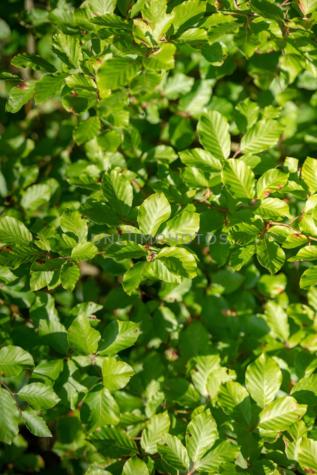 Green leaves growing in the meadow background. Early spring time