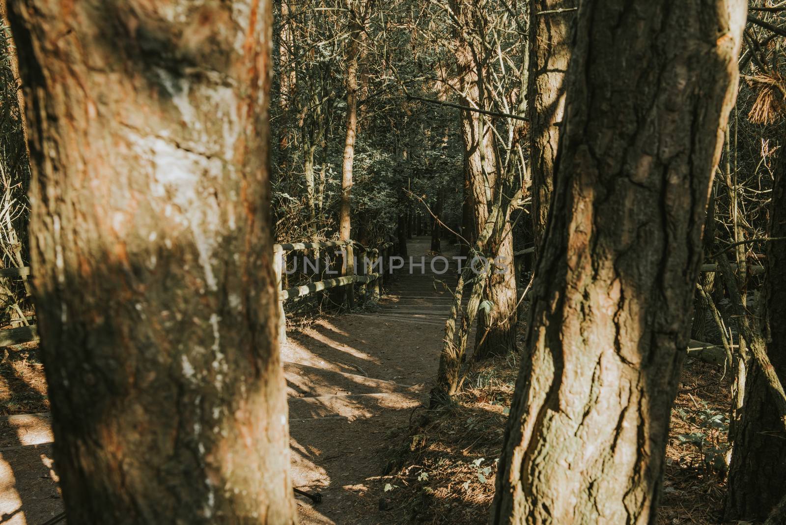 Forest pathway at summer. Hard sunrays in the forest