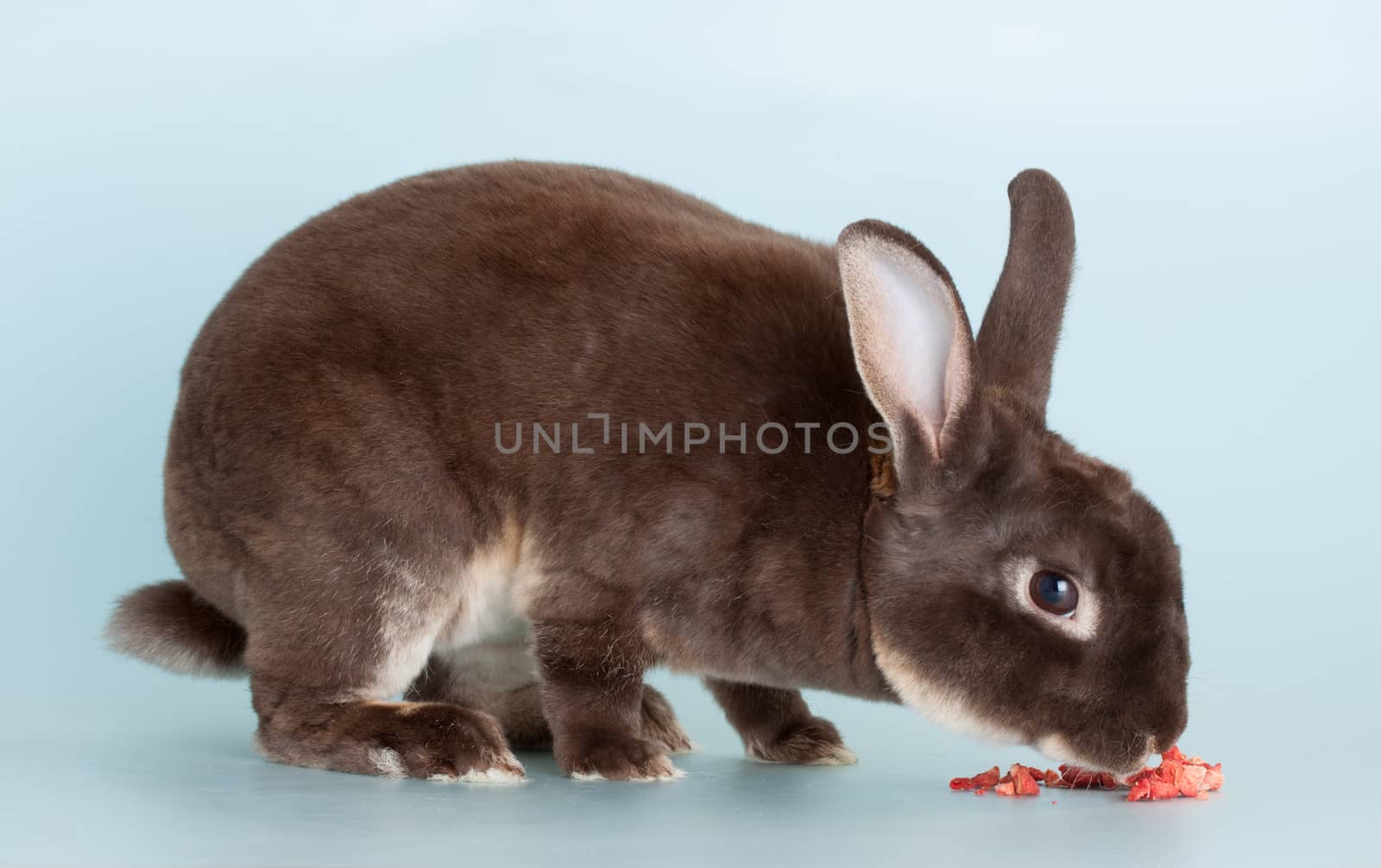 Portrait of a nice full grown brown domestic rabbit 