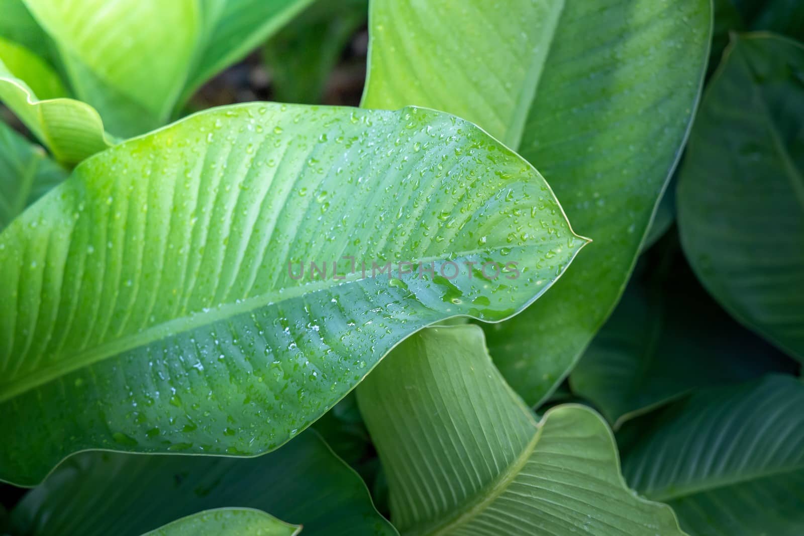 Background texture of leaves closeup. Green Leaves Background with White Paper Frame. Flat Lay