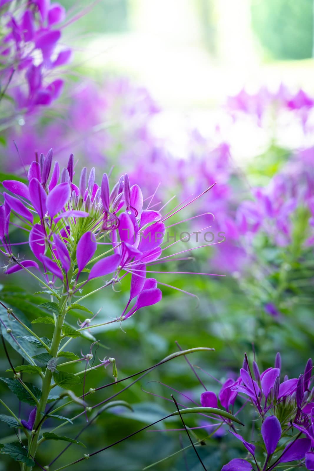 The background image of the colorful flowers by teerawit