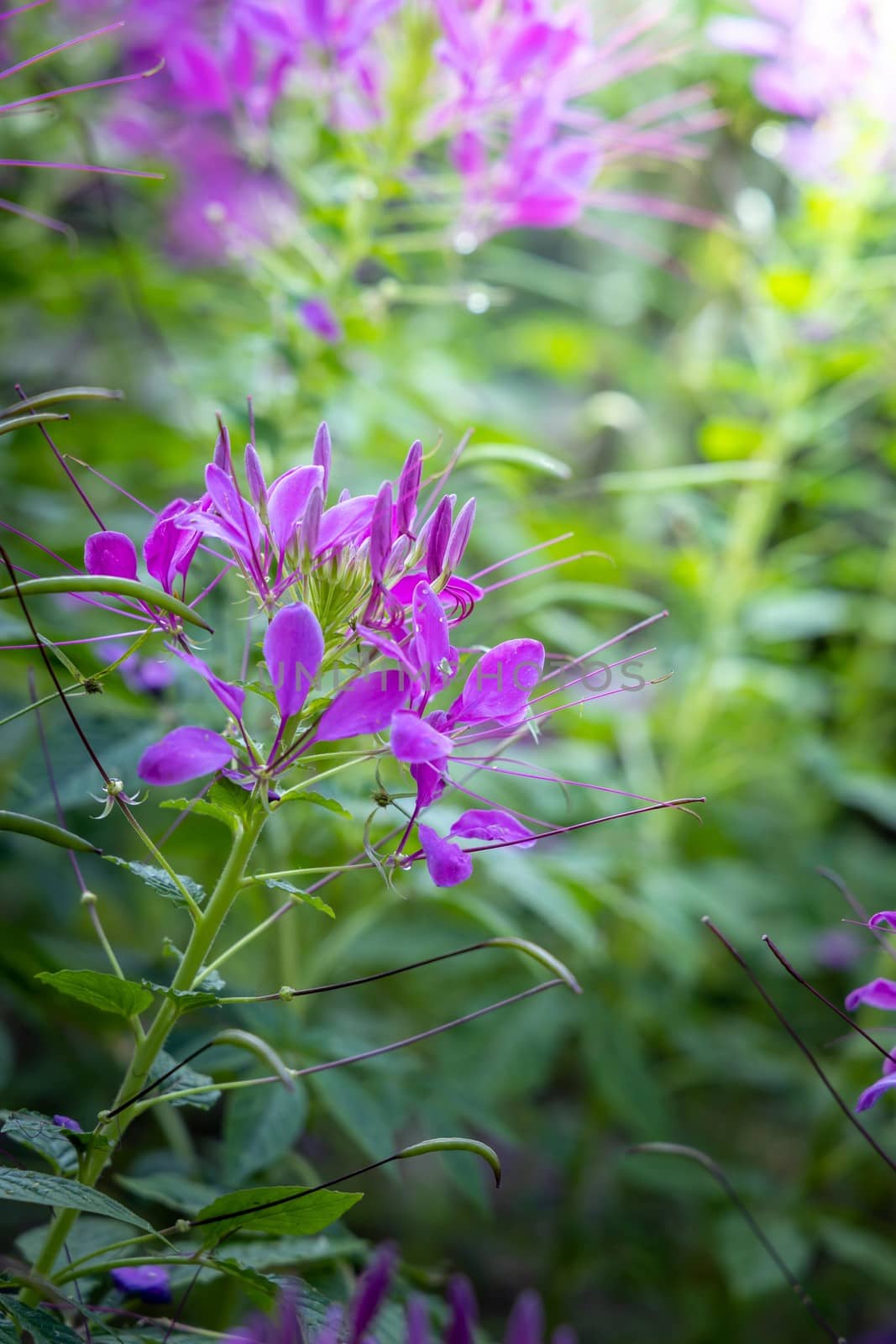 The background image of the colorful flowers by teerawit