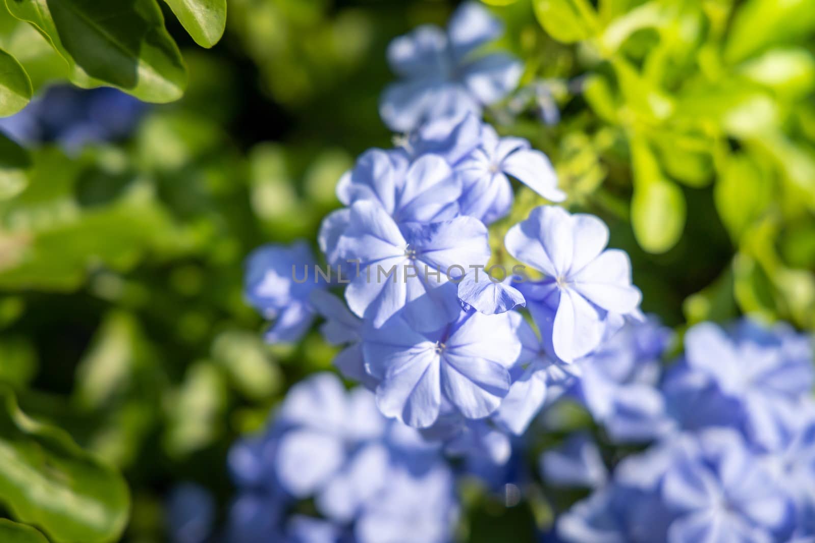 The background image of the colorful flowers, background nature