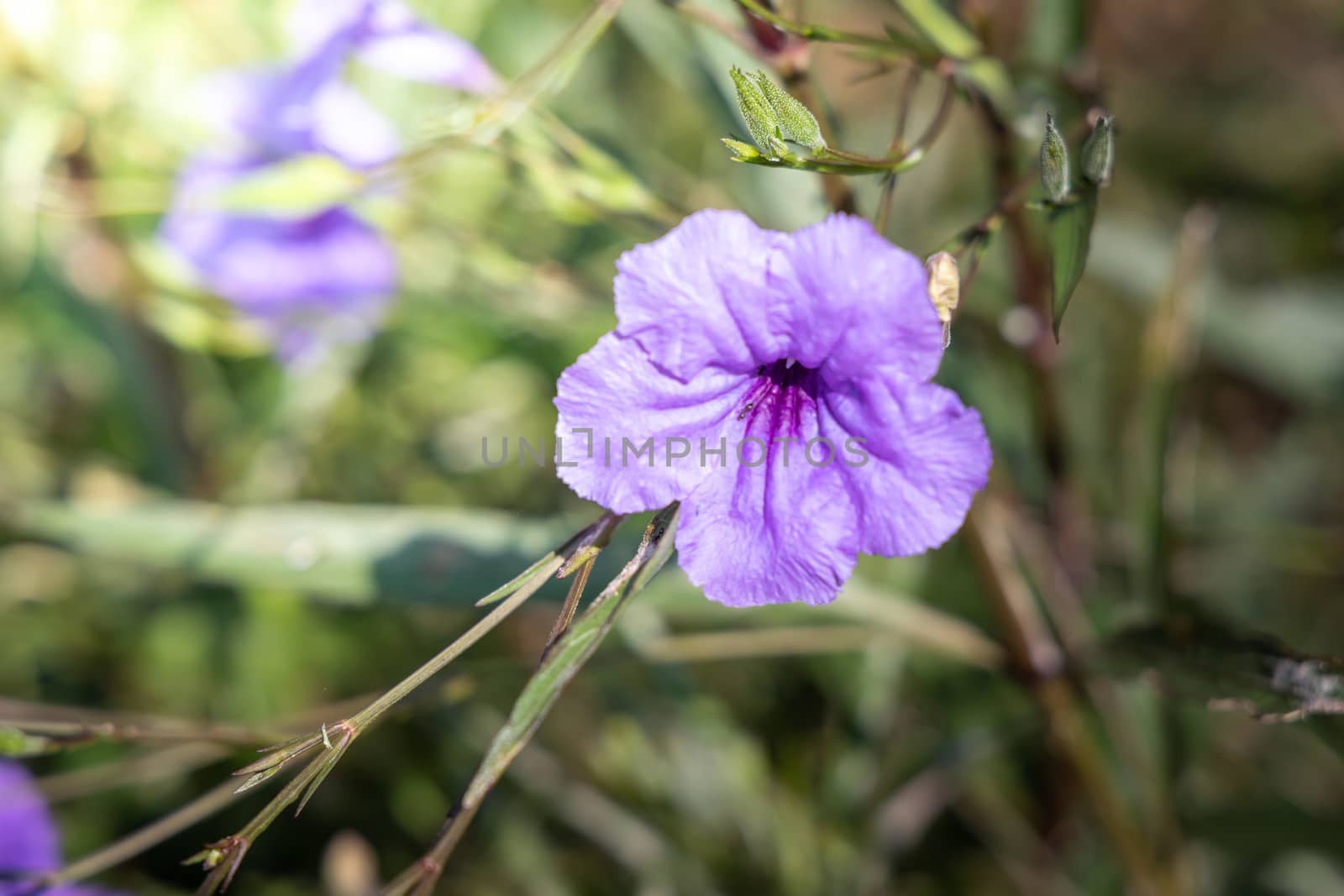 The background image of the colorful flowers by teerawit