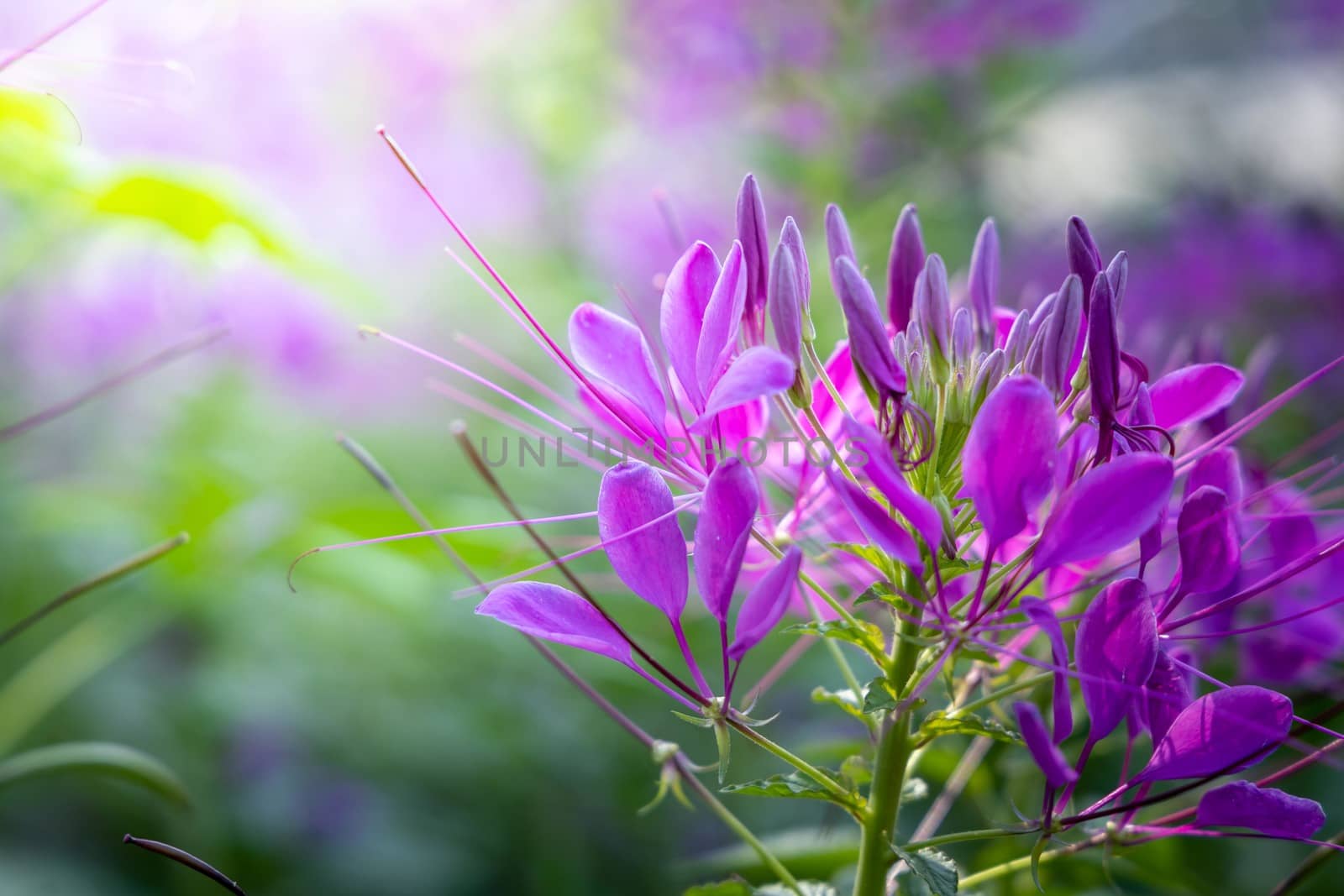 The background image of the colorful flowers by teerawit