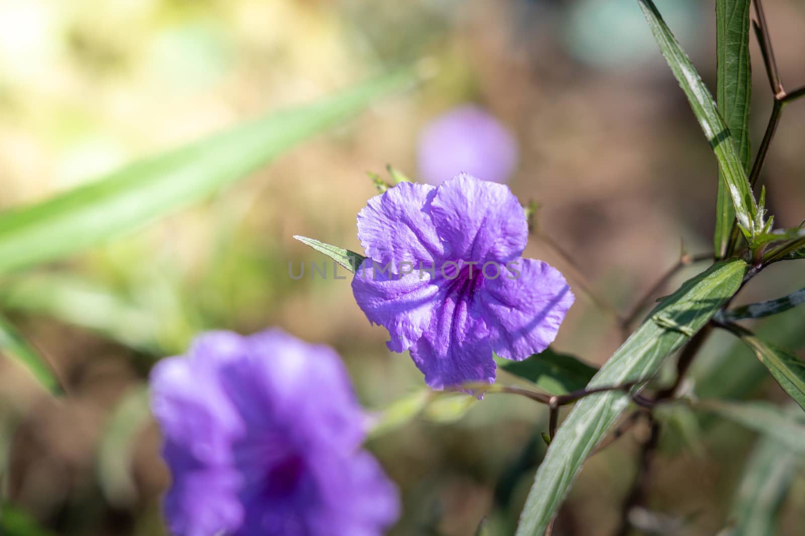 The background image of the colorful flowers, background nature