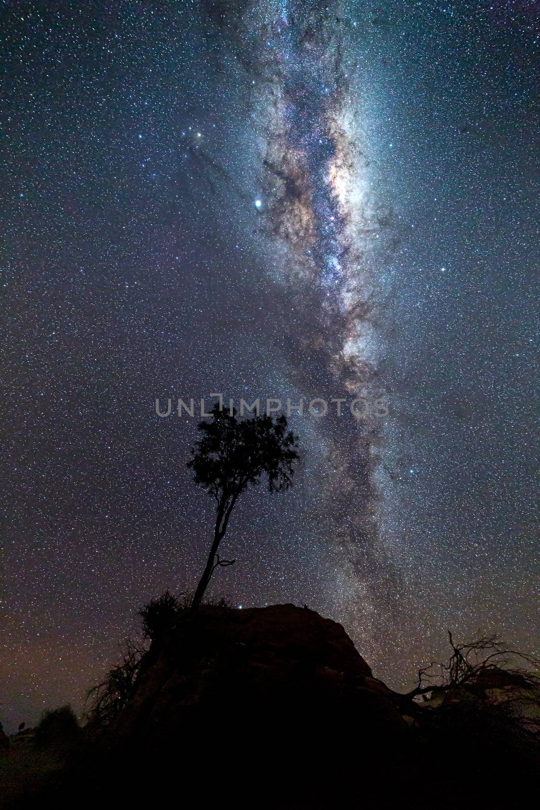 Lone tree silhouette bristling in the cool night breeze across an arid landscape under a milky way sky of stars. High ISO
