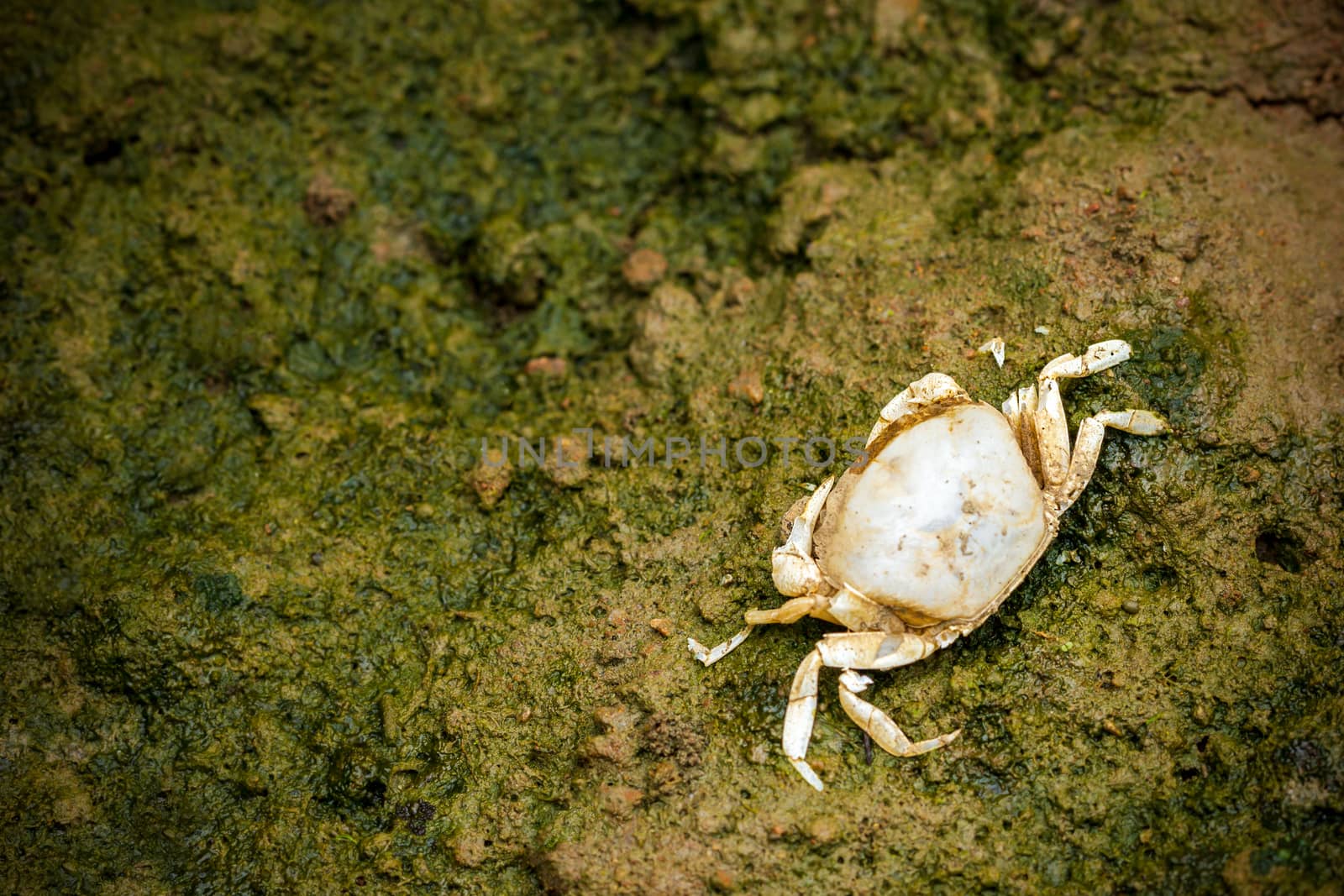 Crab dead on the mud. Closeup and copy space. The impact of the use of chemicals in agriculture.