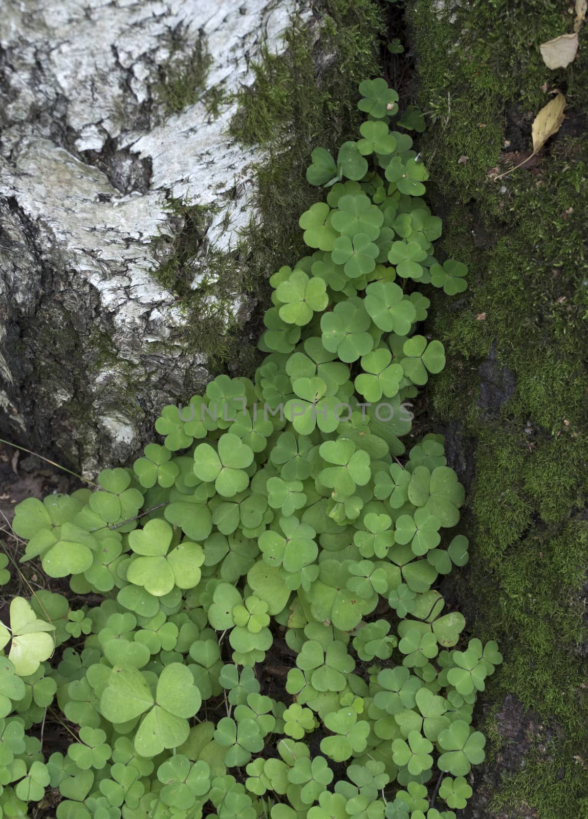 Oxalis acetosella wood sorrel green foliage plant in forest, bunch of green leaves on tree bark.