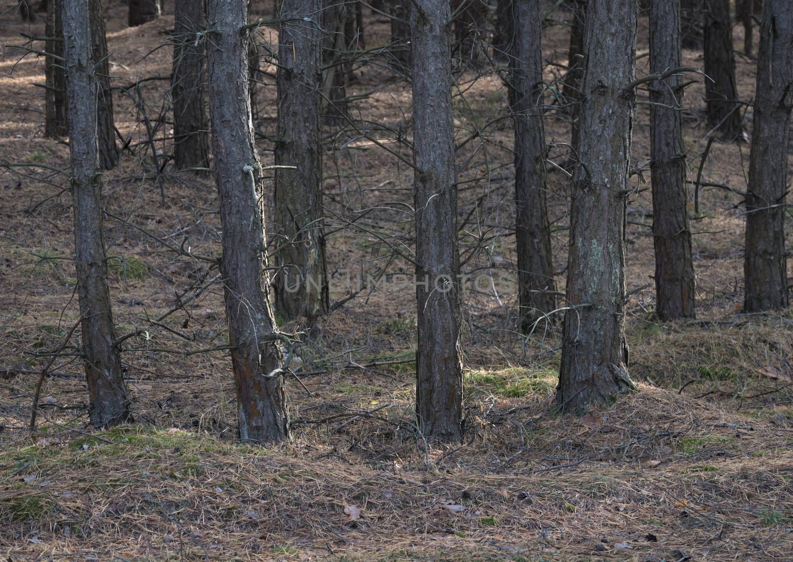 Pine forest in the sunny autumn day. Ground covered with pine needles.