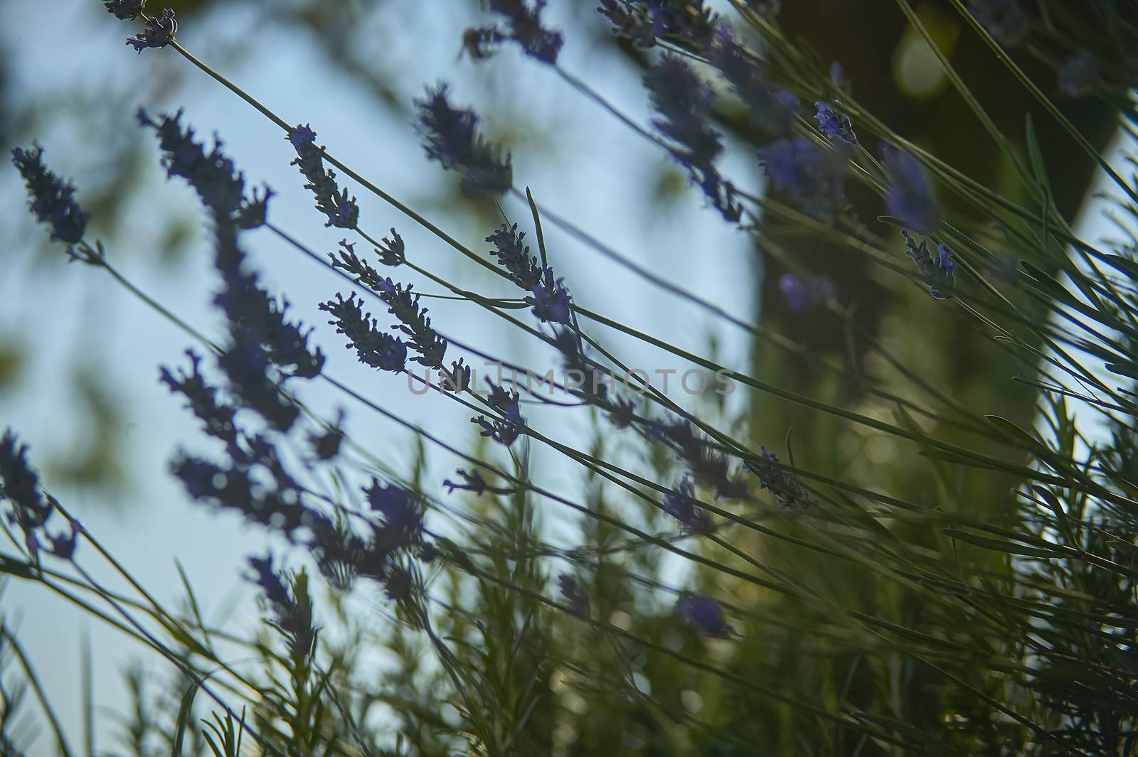 Lavender flowers taken with macro, from the ground, with very dfocated and backlit background.