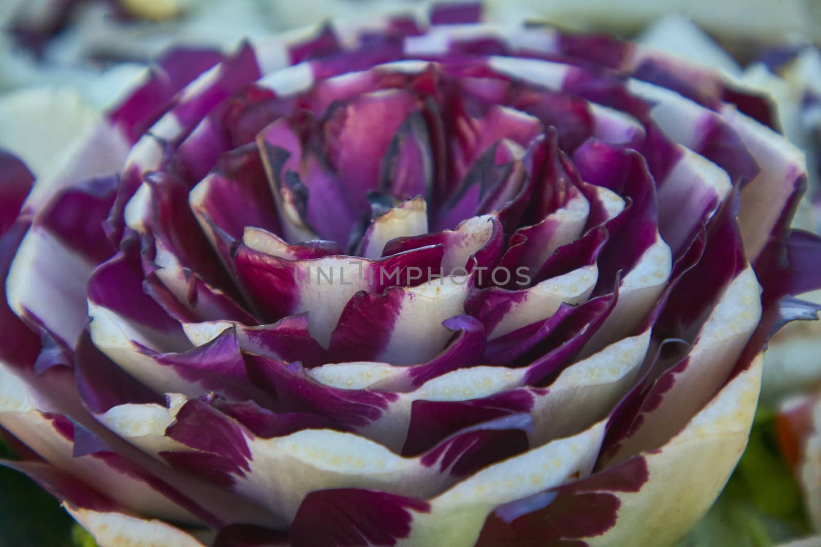 Creative composition created with Treviso radish leaves, to adorn a table for a lunch: Example of the creativity of Italian cuisine.