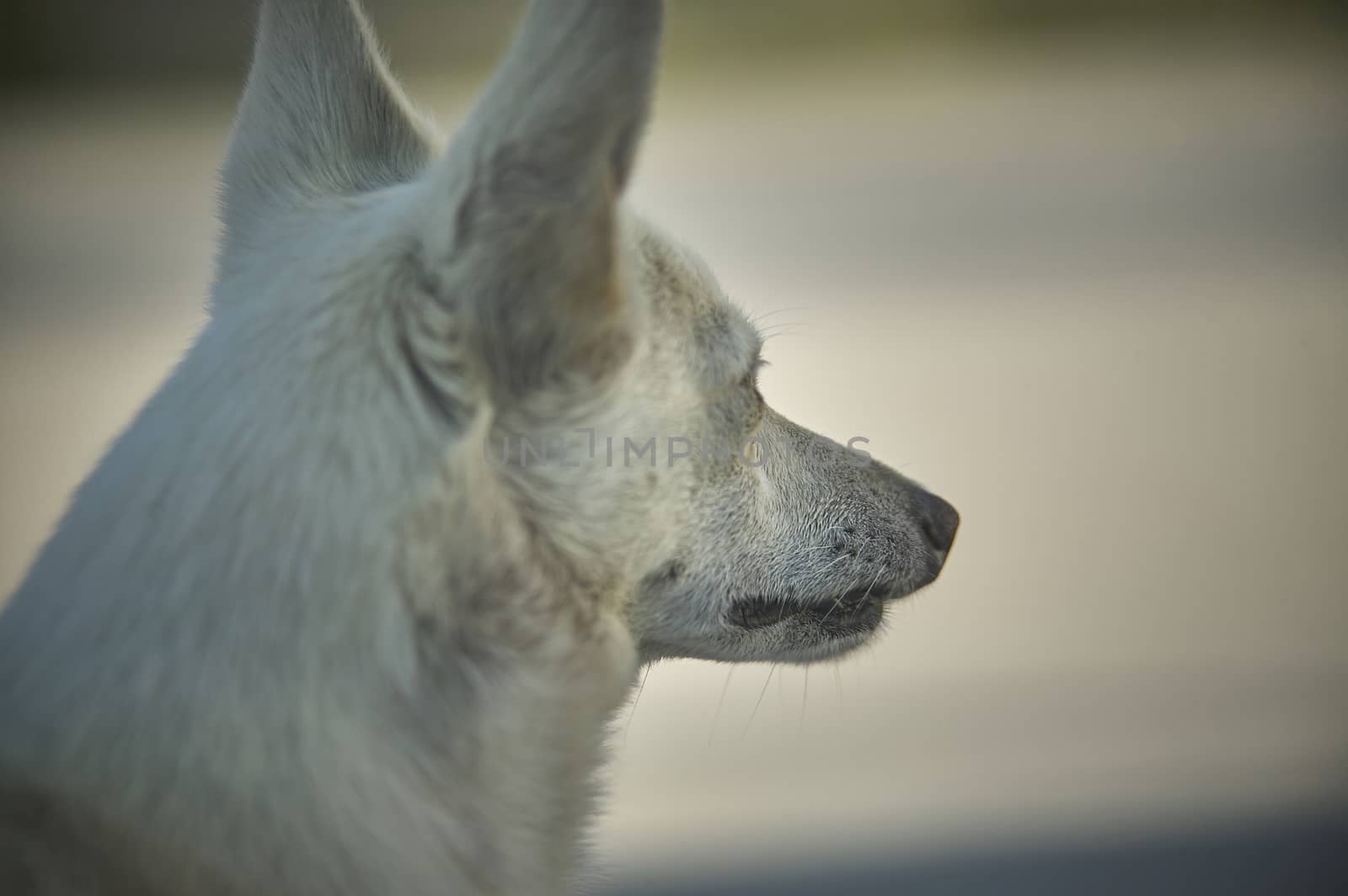 close-up of a small meticulous dog taken from behind while looking forward to its next goal. The small pet profile is well known.