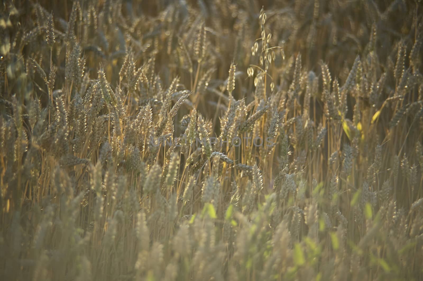 Resuming at sunset of a grain crop in italy, grain now ready for harvest.