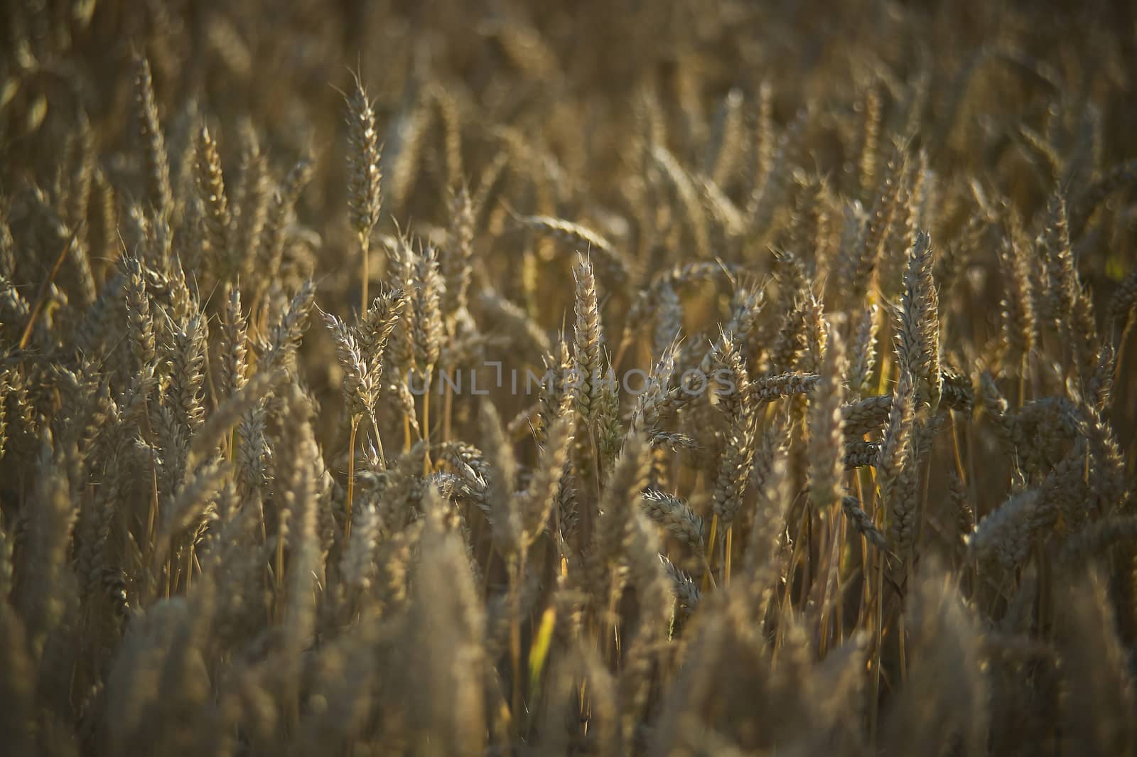 The wheat field ready for harvest by pippocarlot