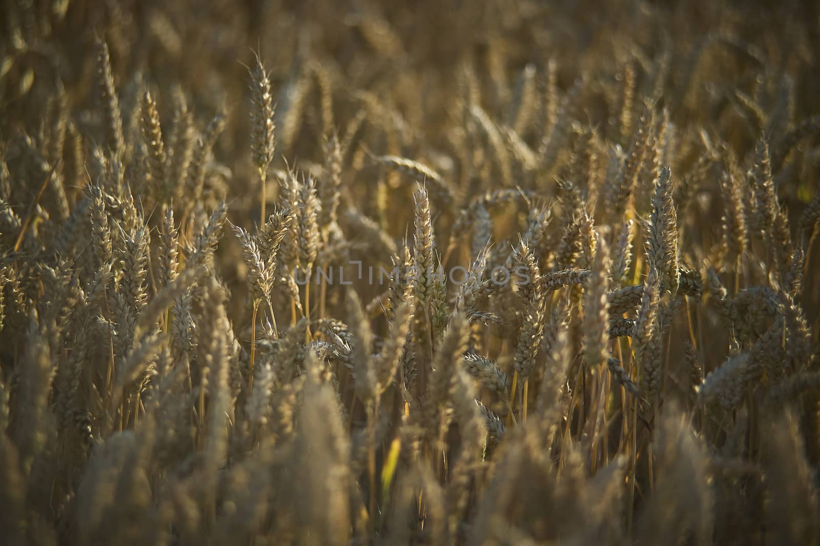 Resuming at sunset of a grain crop in italy, grain now ready for harvest.