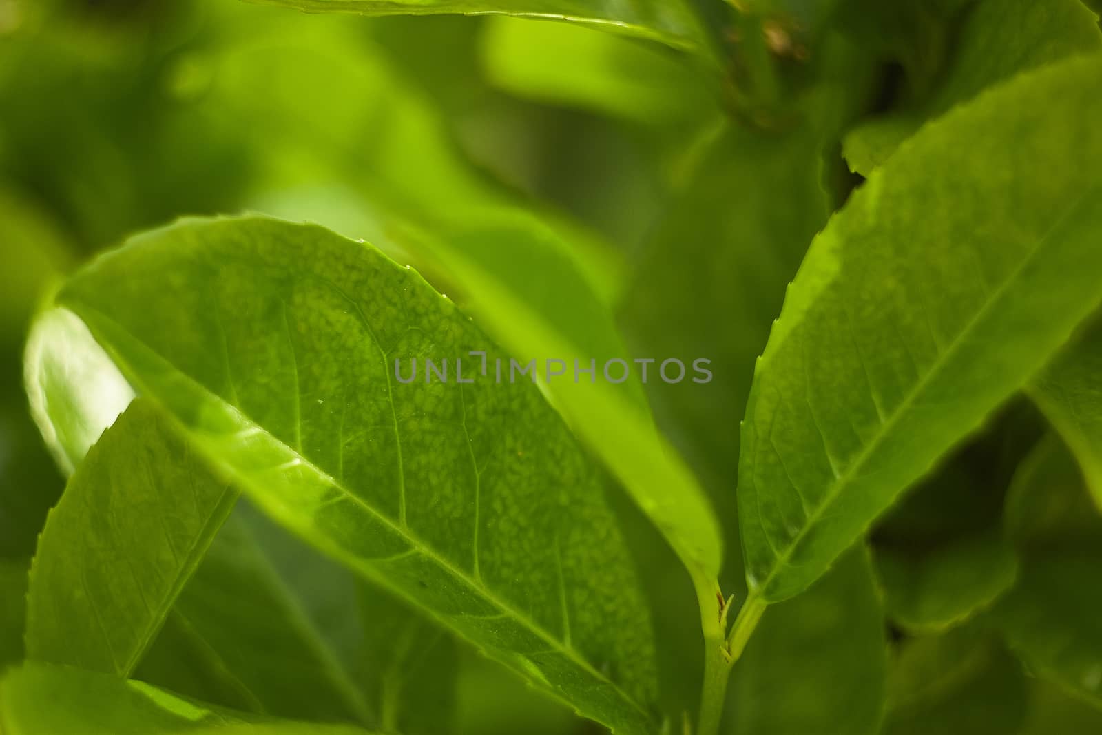 Detail of some leaves under magnification of a macro lens. veins and leaf details are clearly visible, including the serrated edge.