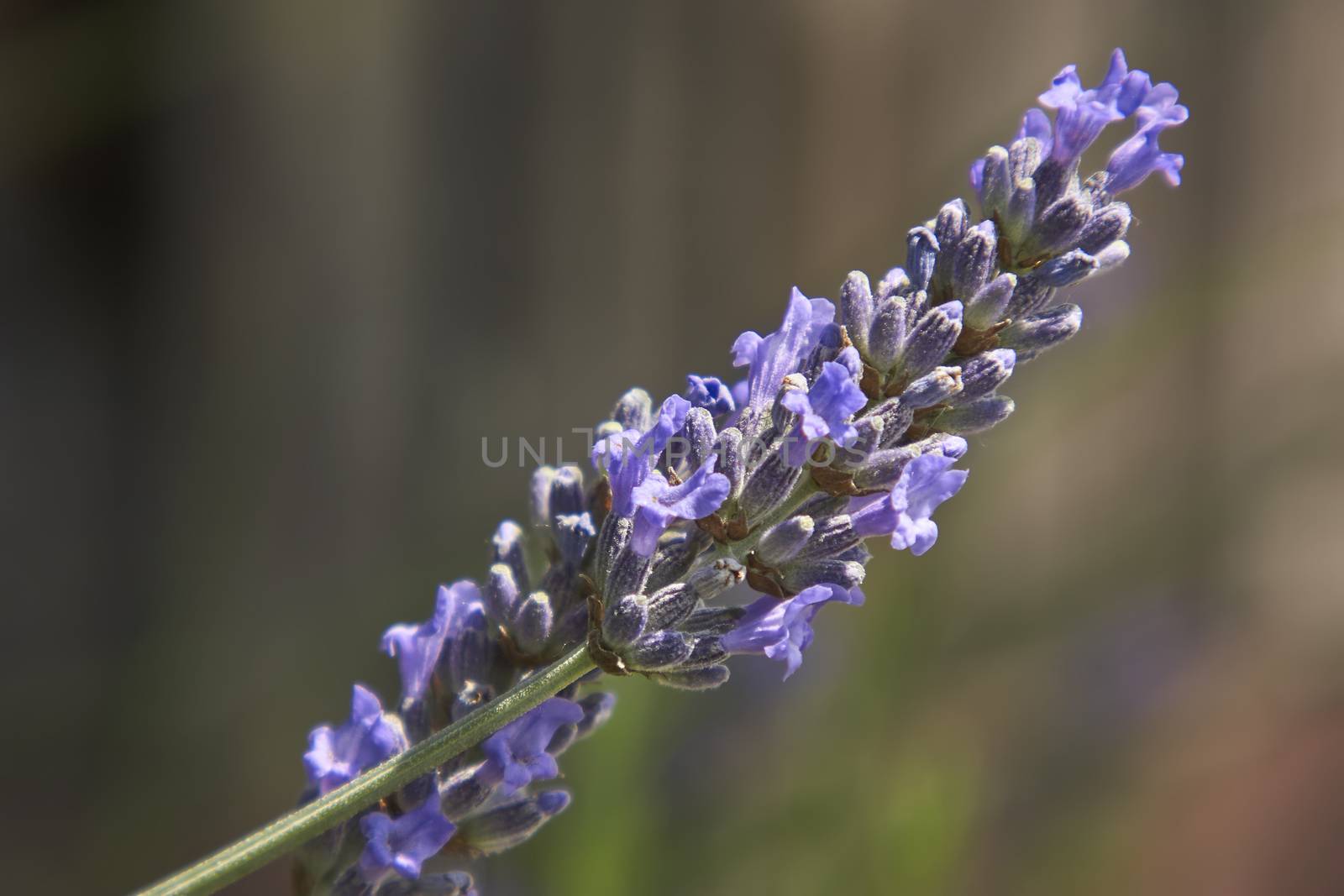 Lavender flower in a fantastic detail with macro shot, where you can see all the smallest details of this fragrant flower.