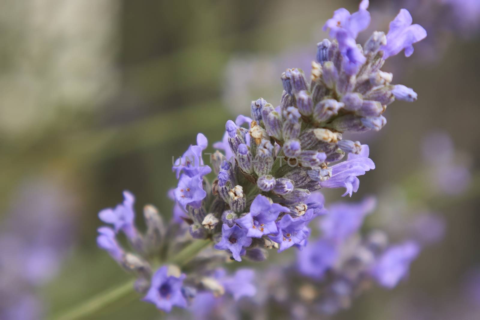 Lavender flower in a fantastic detail with macro shot, where you can see all the smallest details of this fragrant flower.