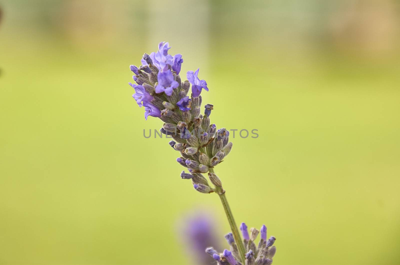 Detail of lavender plant flower with macro shot on yellow background.