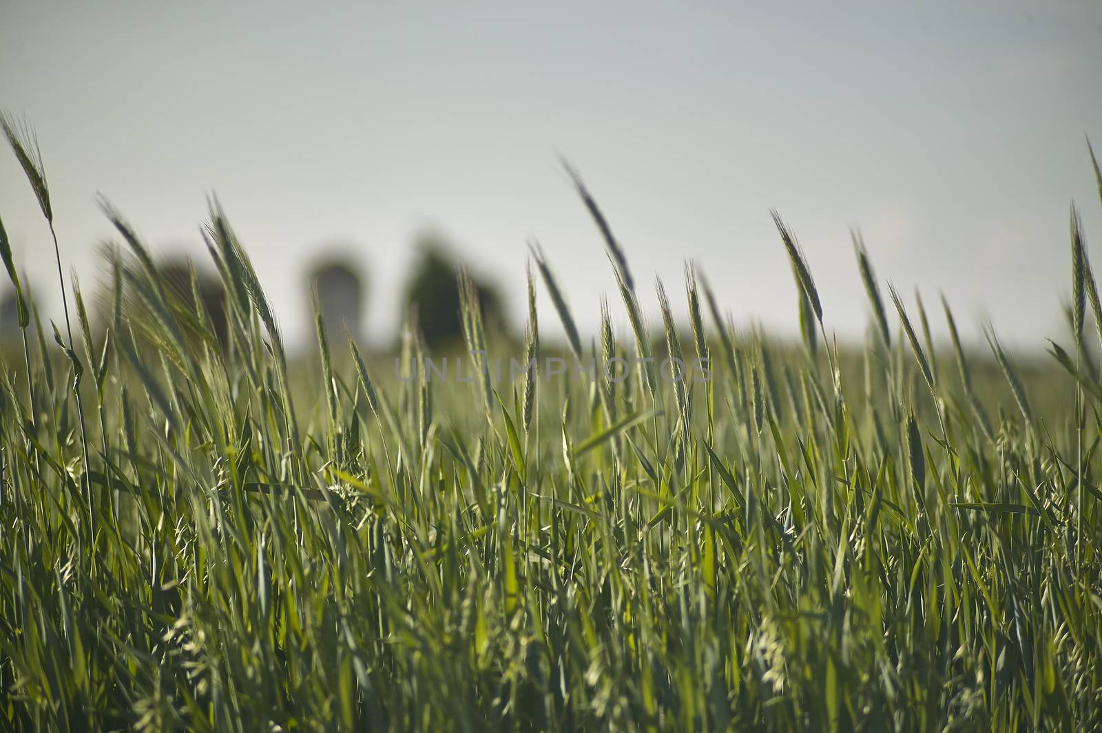 Wheat field with many ears in ripening, still green wheat in an Italian cultivation.