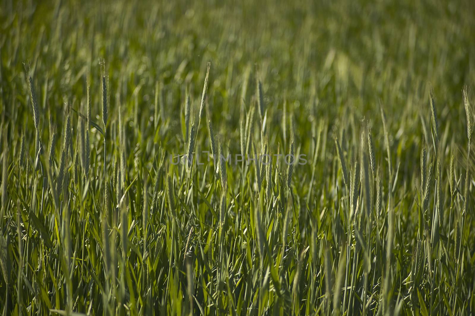 Wheat field with many ears in ripening, still green wheat in an Italian cultivation.