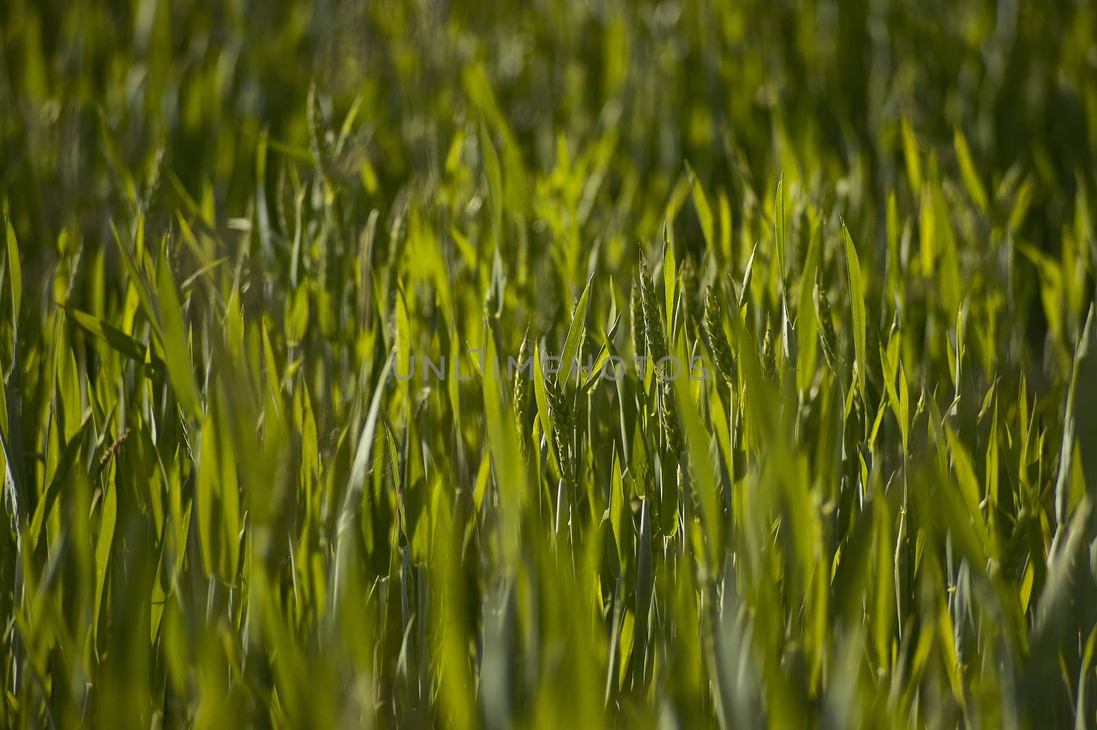 Ears and barley plants in a field of cultivation on a farm. Barley texture in a field. Cultivation of barley