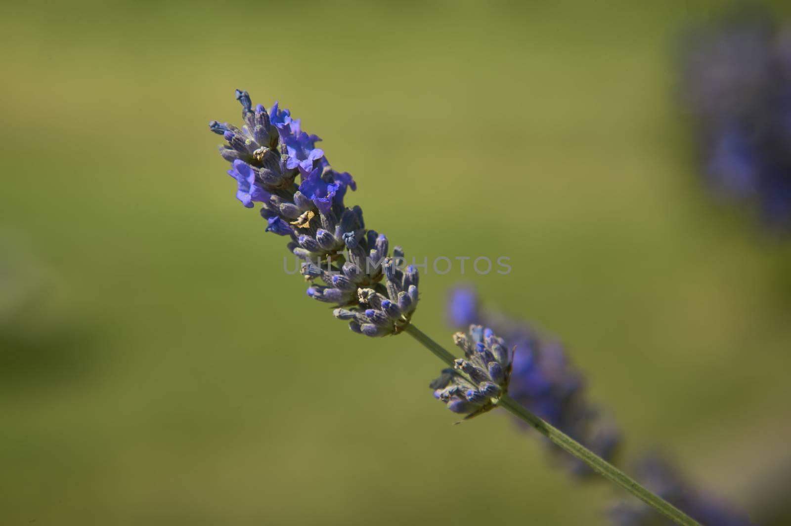 Lavender by pippocarlot