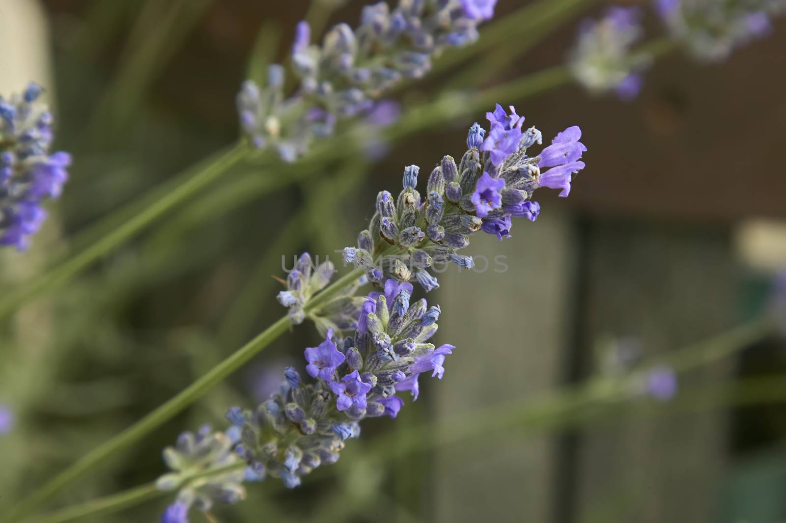 Lavender flower in a fantastic detail with macro shot, where you can see all the smallest details of this fragrant flower.