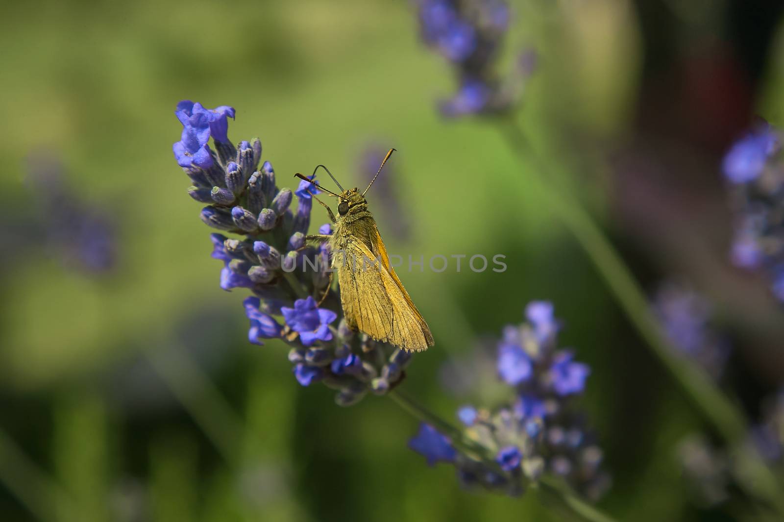 Small Moth resting on lavender flower shooting in a macro shot with surprising details.