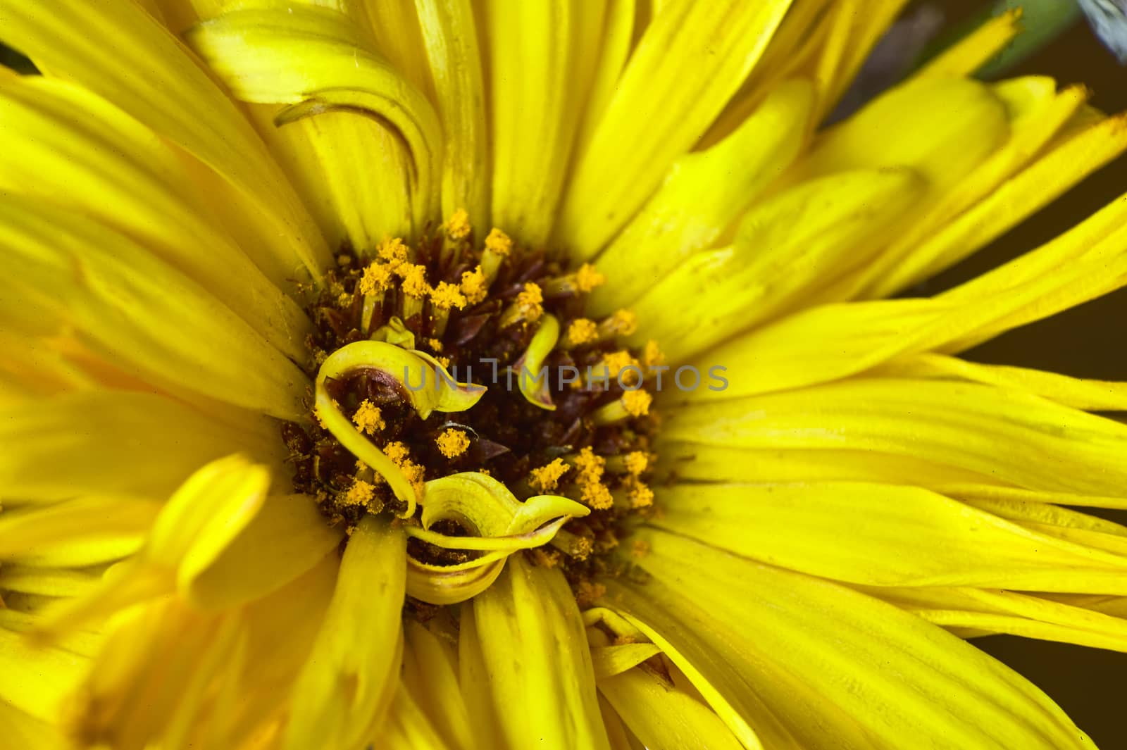 Macro detail of the interior of a yellow flower, where the pistols and the pollen are very well known.